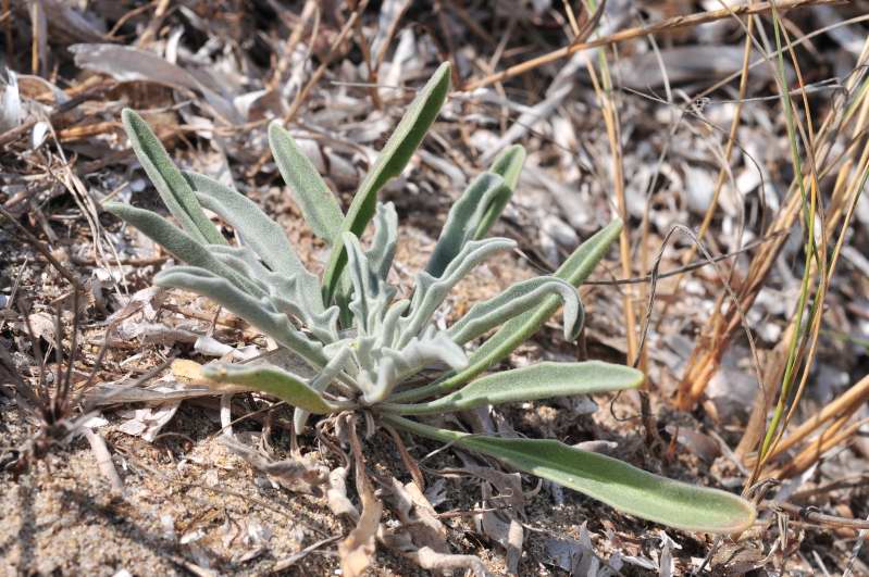 Matthiola sinuata e Matthiola tricuspidata